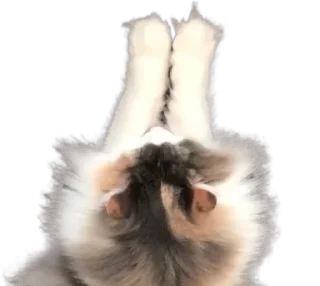 🐈