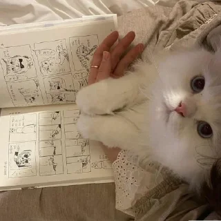 🐈