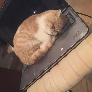 🐈