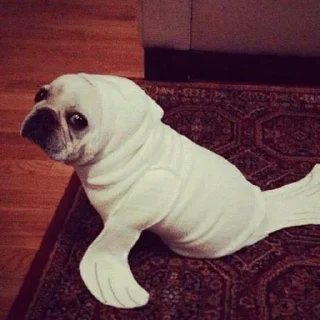 🐕