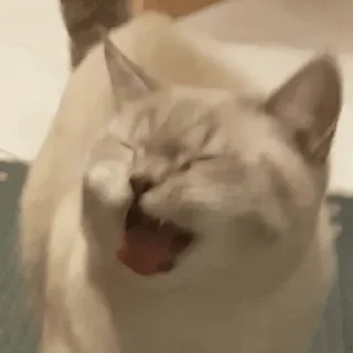 💗