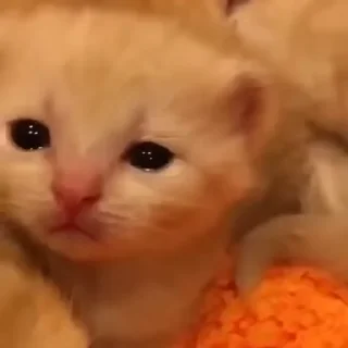 котятковые