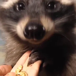 🦝