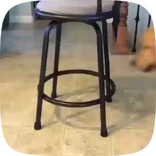 🐶