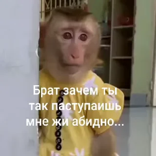 🐵