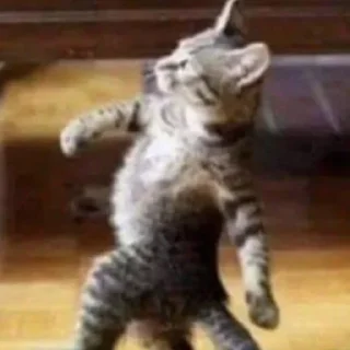 😼