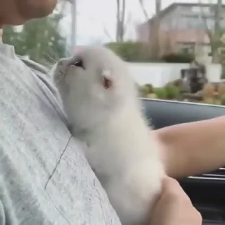 🐈