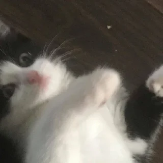 🤍