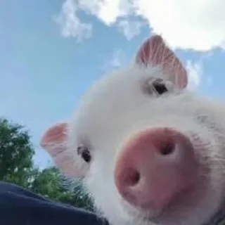 🐷