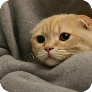 🐱