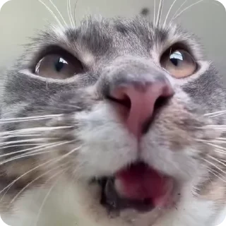 ✋