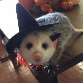 🧙‍♀️