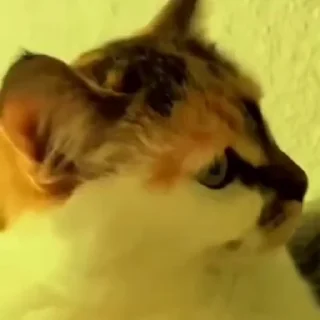 🤩