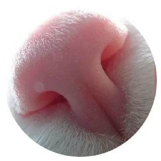 😽