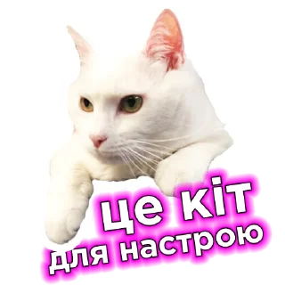 🐱