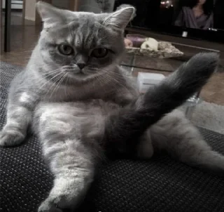 🐈‍⬛