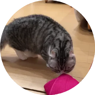 😺