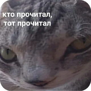 🐱