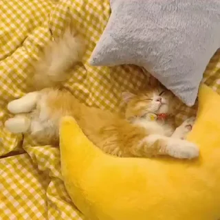 🐈