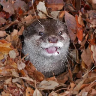 😋