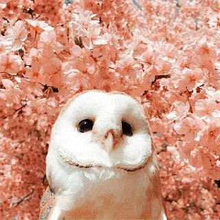 🌸