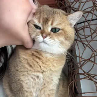 🐈‍⬛️
