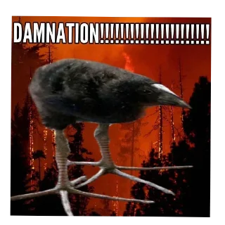 🐦