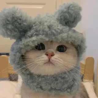 🐻