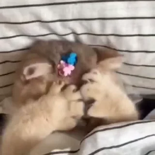 🥺