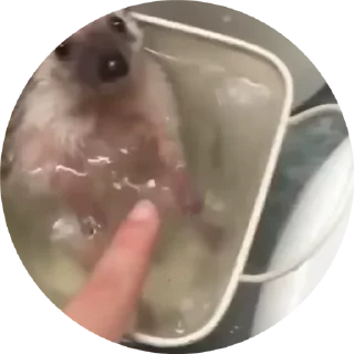 🦔