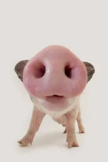 🐽