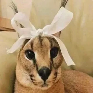 🌚