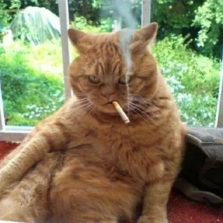 🚬