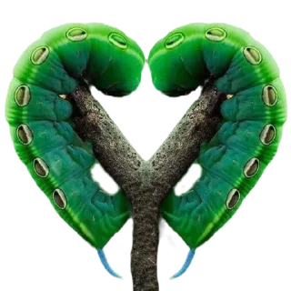 Caterpillar