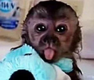 👅