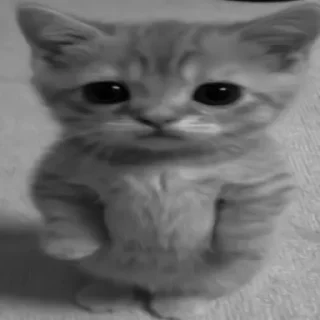 🐈‍⬛️