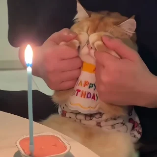 🐈‍⬛️
