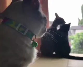 🐱