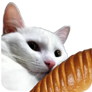🐱