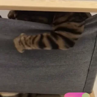 🤩