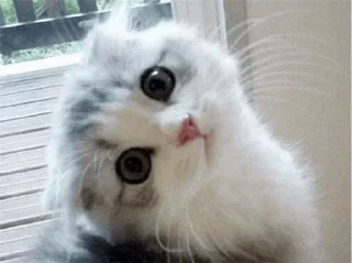 🥺