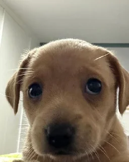 🥺