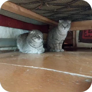 🐱