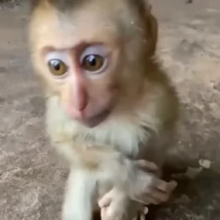 🥺