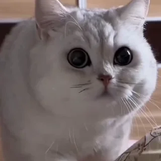🤩