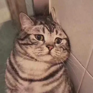 🐈
