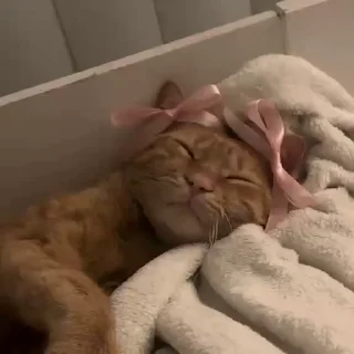 🎀