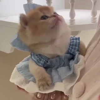 🐱