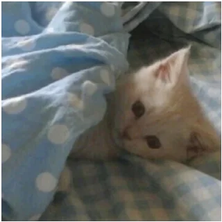 💤