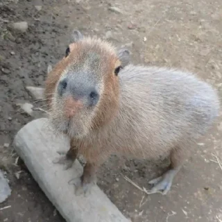 🦦